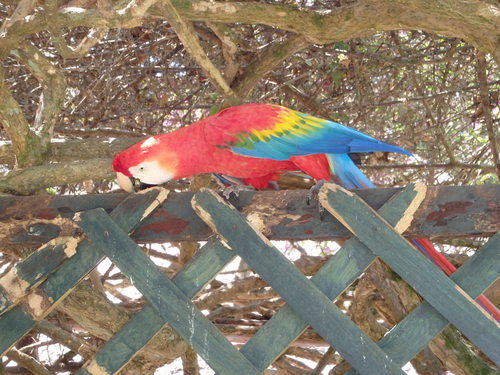 Corto Maltes, Amazonia.